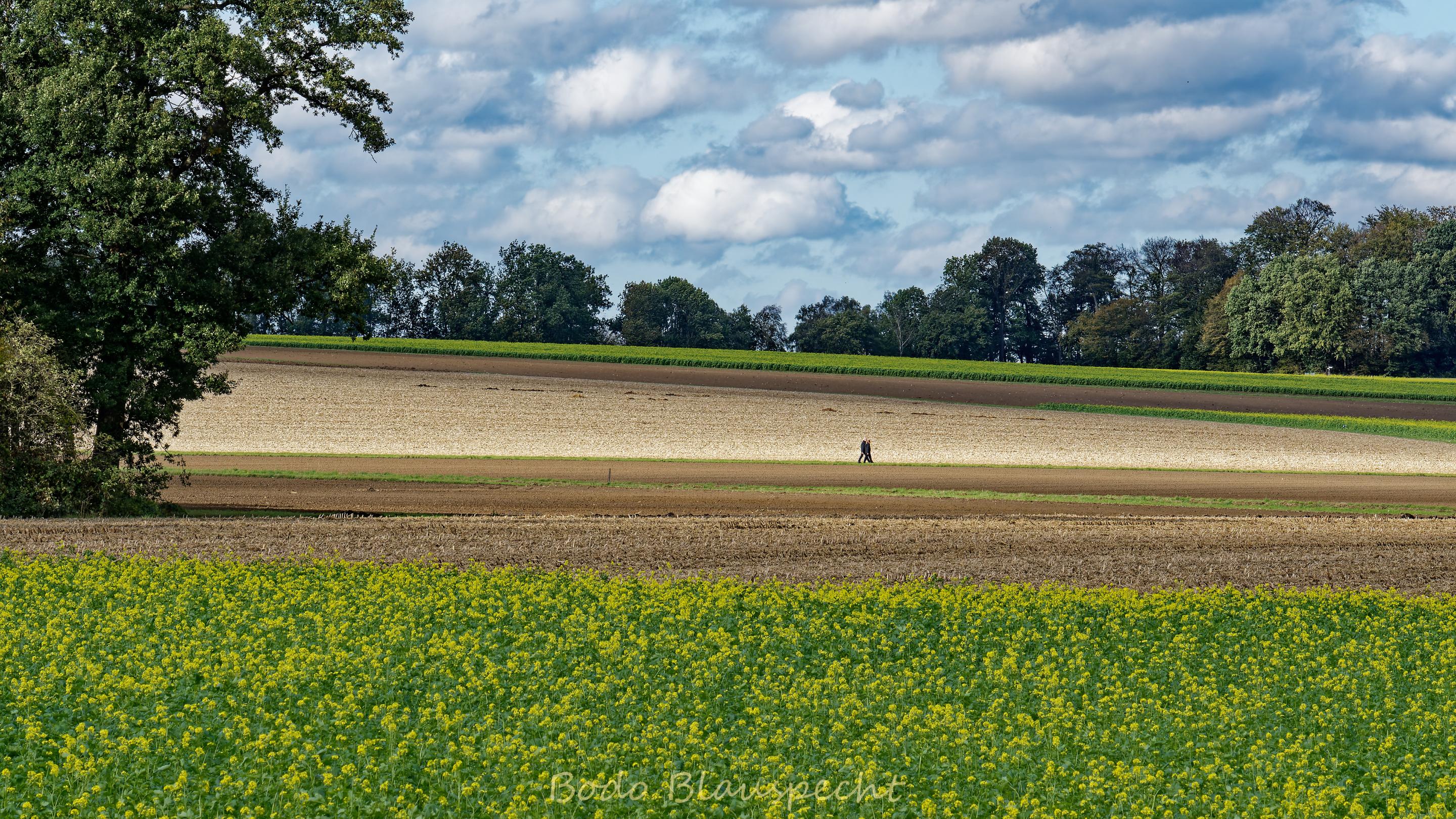 Landschaft   Steveraue   2020.10.04 15.57 79 HQ